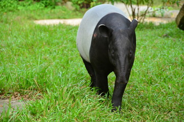 Fototapeta premium tapir in the field