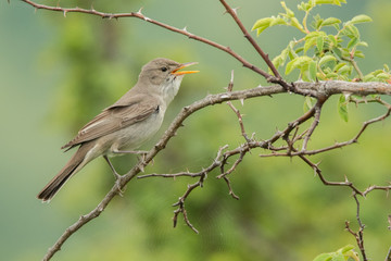 Olive-tree Warbler / Hippolais olivetorum