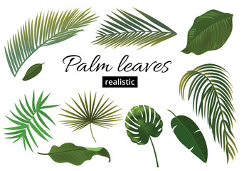 Fototapeta na wymiar Tropical Plant Leaf Set. Realistic palm leaves.