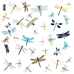 set of flying dragonflies, insects, background