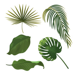 Tropical Plant Leaf Set. Realistic palm leaves.