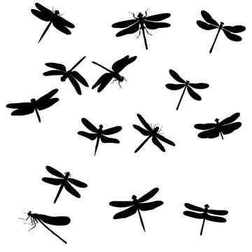 set of dragonfly silhouettes, insects, on white background