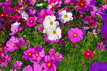 光を浴びて輝く満開のコスモス