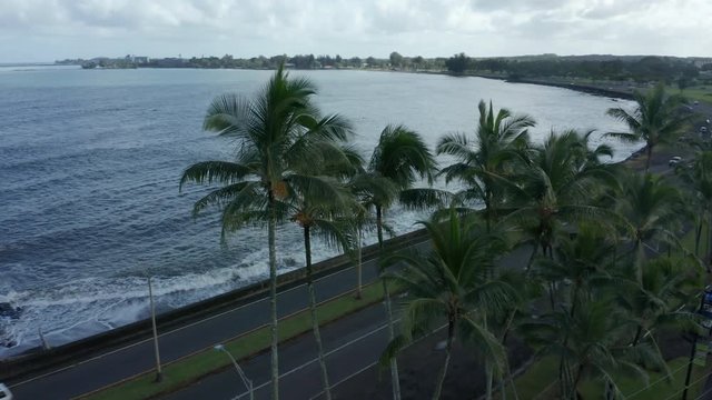 alt flying counter clockwise around palm trees with Hilo Bay in background