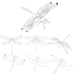  isolated, sketch, contour dragonfly flies, set