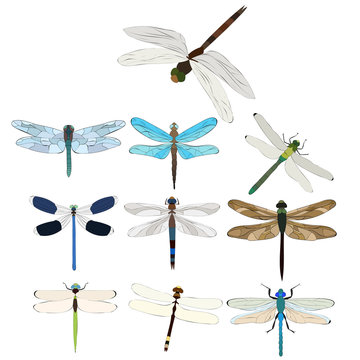 isolated, set of flying dragonflies, insects
