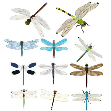vector, isolated, dragonfly flies, insect, set