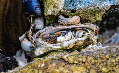 Muschelbruchstücke