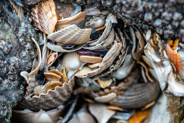 Muschelbruchstücke
