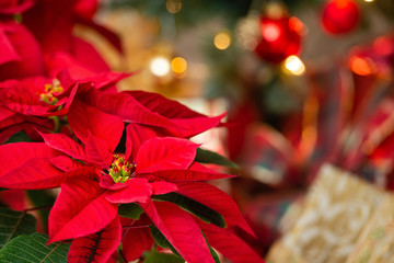 Beautiful red Poinsettia (Euphorbia pulcherrima), Christmas Star flower. Festive red and golden holiday background with Christmas decorations and presents. - 239628244