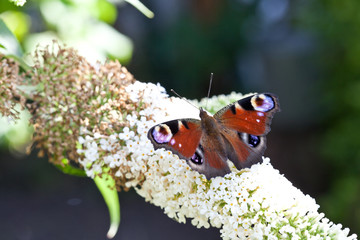 Schmetterling Tagpfauenauge © kreativtraum