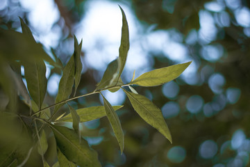 green leaves in spring