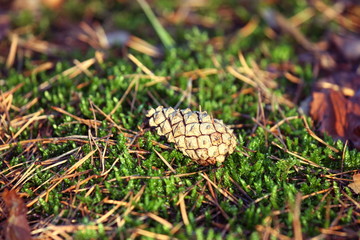 Nature Park Reagana Gdansk