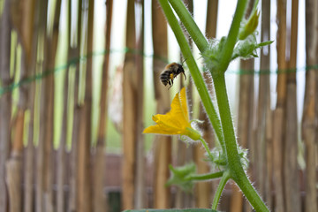 Biene fliegt zur Gurkenblüte © kreativtraum