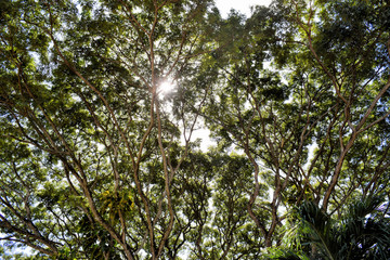 Fototapeta premium The crown of a huge tropical tree. Philippines.
