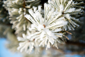 Pine branches covered with hoarfrost