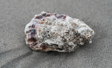 Pazifische Auster am Strand