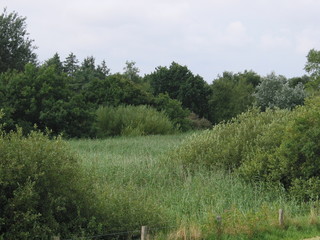 Dünen und Deich bei Heidkate / Ostsee Sommer 2002