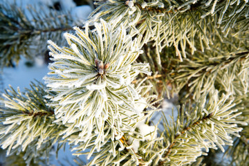 Naklejka na ściany i meble Pine branches covered with hoarfrost