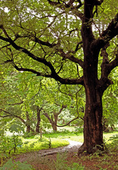 Fototapeta na wymiar forest view with big branch tree