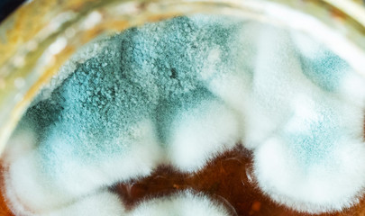 Macro shot of mold (aspergillus) on jam, view from above