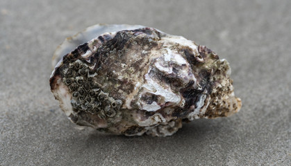 Pazifische Auster am Strand