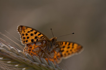 Fototapeta premium Schmetterling kleiner Fuchs