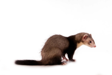 jeune furet