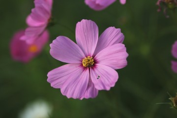 pink flower in garden