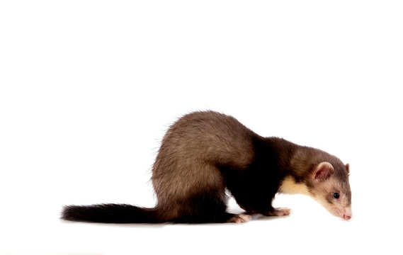 jeune furet