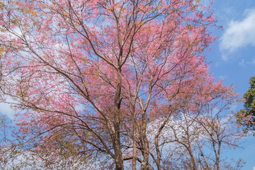 Beautiful pink flower Wild Himalayan (Prunus cerasoides) or Thai Sakura cherry blossoms blooming on tree branches in winter with blue sky background, Doi Mae Salong ,Chiang Rai, northern of Thailand.