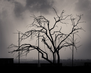 Silhouette shot of a single tree with cloudy sky at the citadel of Cairo, Egypt with skyline in the background 