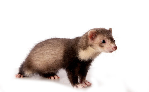373 Best Furet Images Stock Photos Vectors Adobe Stock
