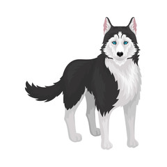Siberian Husky, white and black purebred dog animal with blue eyes, front view vector Illustration on a white background