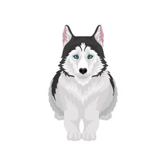 Siberian Husky lying, white and black purebred dog animal with blue eyes, front view vector Illustration on a white background