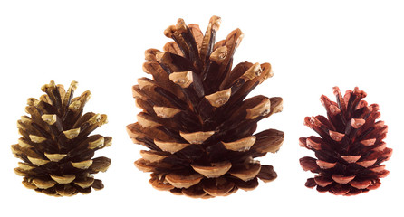 pine tree cones isolated on white