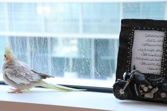 cockatiel bird relaxing with style