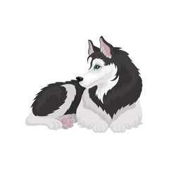 Fototapeta na wymiar Husky dog, white and black purebred animal with blue eyes vector Illustration on a white background