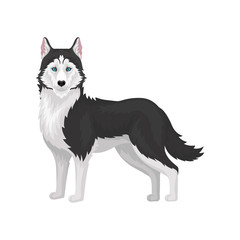 Husky dog, purebred animal with blue eyes vector Illustration on a white background