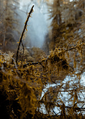 autumn in forest