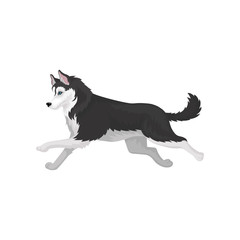 Siberian Husky running, black and white fluffy purebred dog vector Illustration on a white background © Happypictures