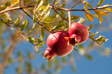 Pomegranate tree plantation