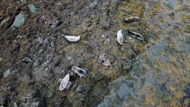 Aerial view of seal colony in Scotland - UK