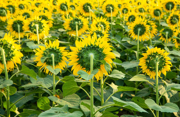view of behind sunflowers in garden park