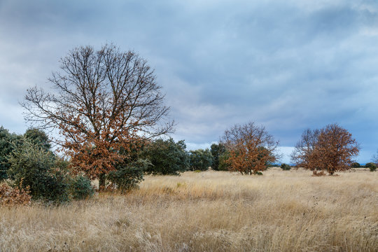 Paisaje natural en otoño con pradera, robles melojos y encinas. Quercus pyrenaica. Quercus ilex.