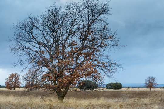 Paisaje natural en otoño con roble melojo en primer plano, pradera y encinas. Quercus pyrenaica. Quercus ilex.