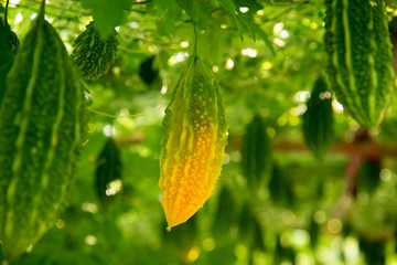 Closeup green orange Bitter gourd in farm