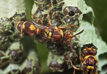 Macro Photo of Wasp on Nest with Eggs