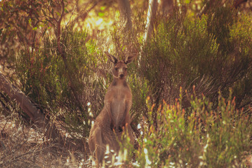Kangaroos in the sun