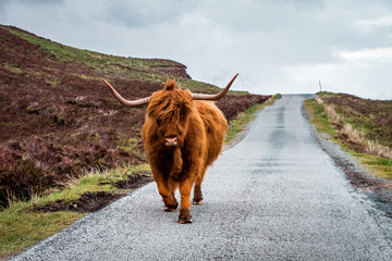  Scottish Highland Cattle bull with big horns stands on a street in Scottish Highlands, Scotland, Great Britain © Thomas Jastram